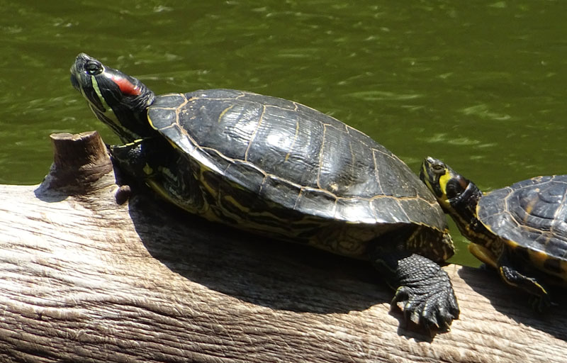 Testudinidae......Emys e Trachemys